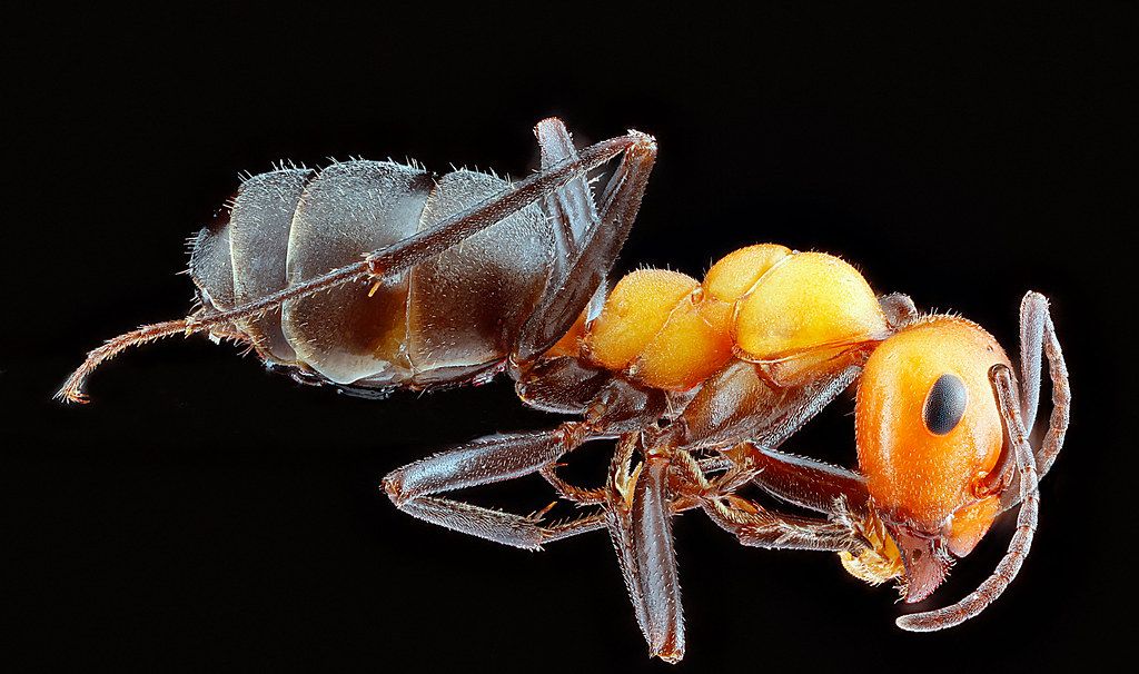 Ant Control service in Redwood City, CA
