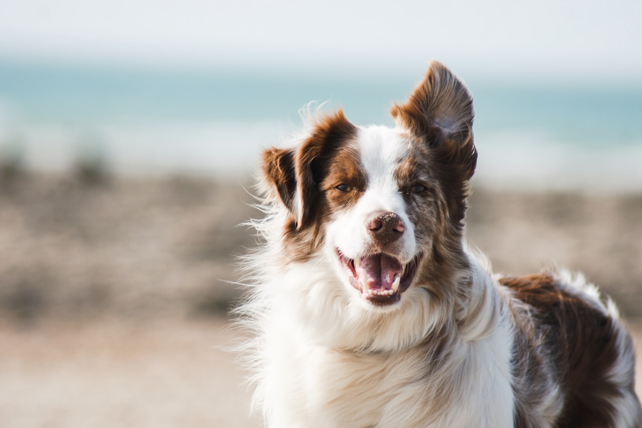 Flea & Tick Control service in Redwood City, CA