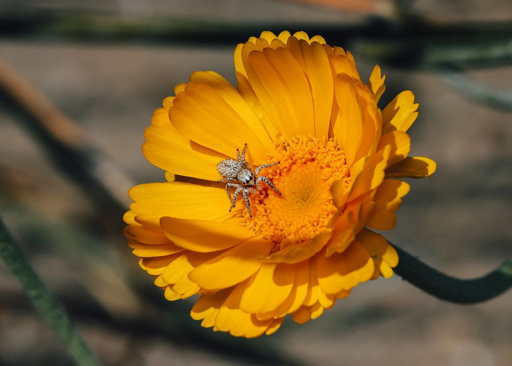 Spider Control service in Redwood City, CA